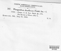 Phragmidium mucronatum image